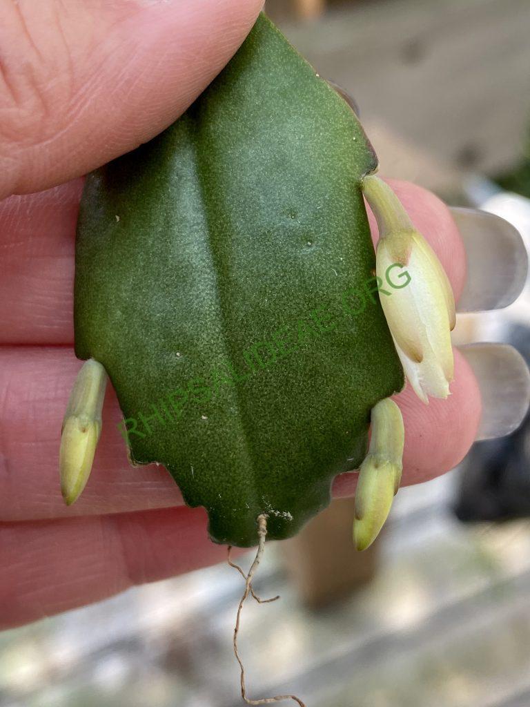Lepismium houlletianum f. houlletianum, HU 1003, Candelaria, Rio Grande do Sul, Brazil