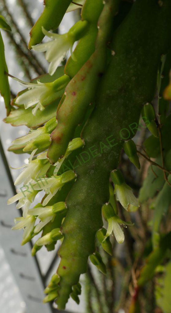 Lepismium lorentzianum, TM 355, North of Monteagudo, Prov. Hernando siles, Dept, Chuquisaca at 1220m, Bolivia