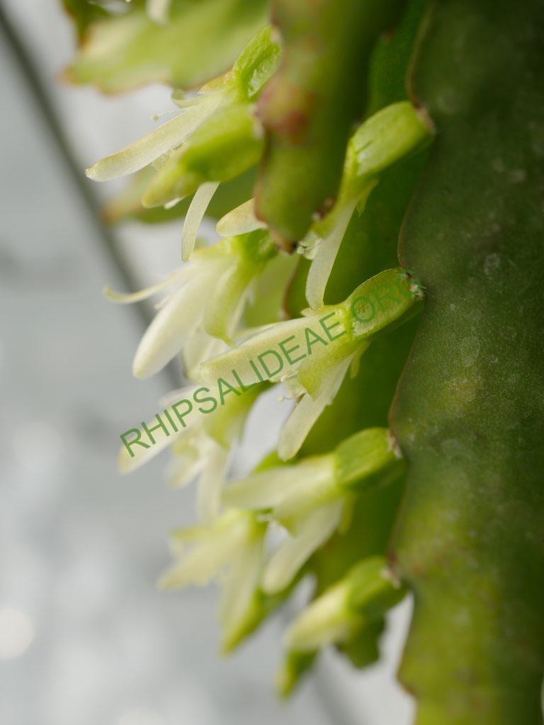 Lepismium lorentzianum, TM 355, North of Monteagudo, Prov. Hernando siles, Dept, Chuquisaca at 1220m, Bolivia