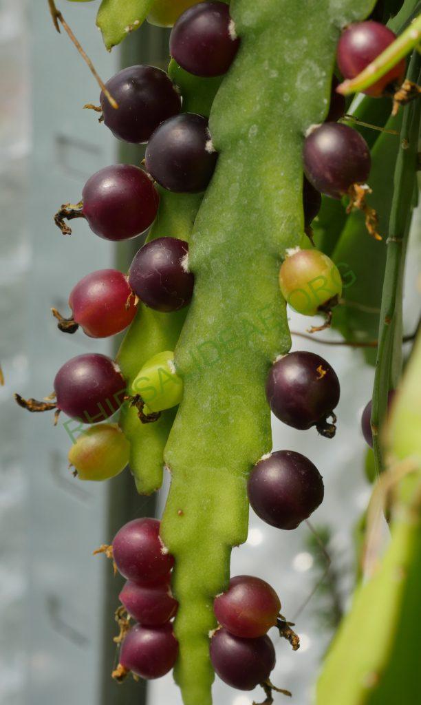 Lepismium lorentzianum, TM 355, North of Monteagudo, Prov. Hernando siles, Dept, Chuquisaca at 1220m, Bolivia