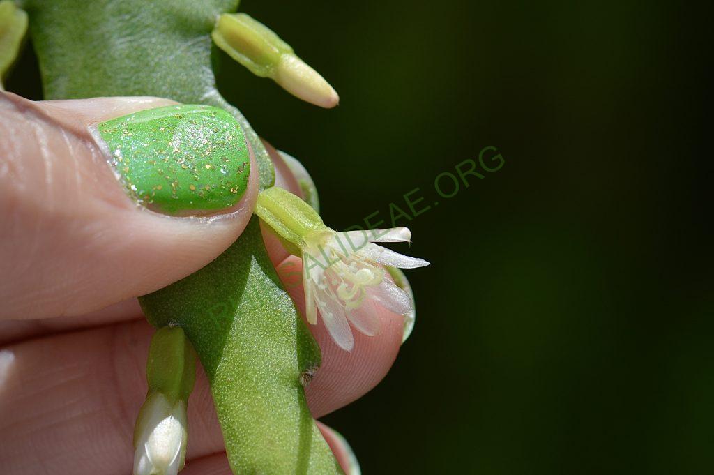Lepismium lorentzianum
