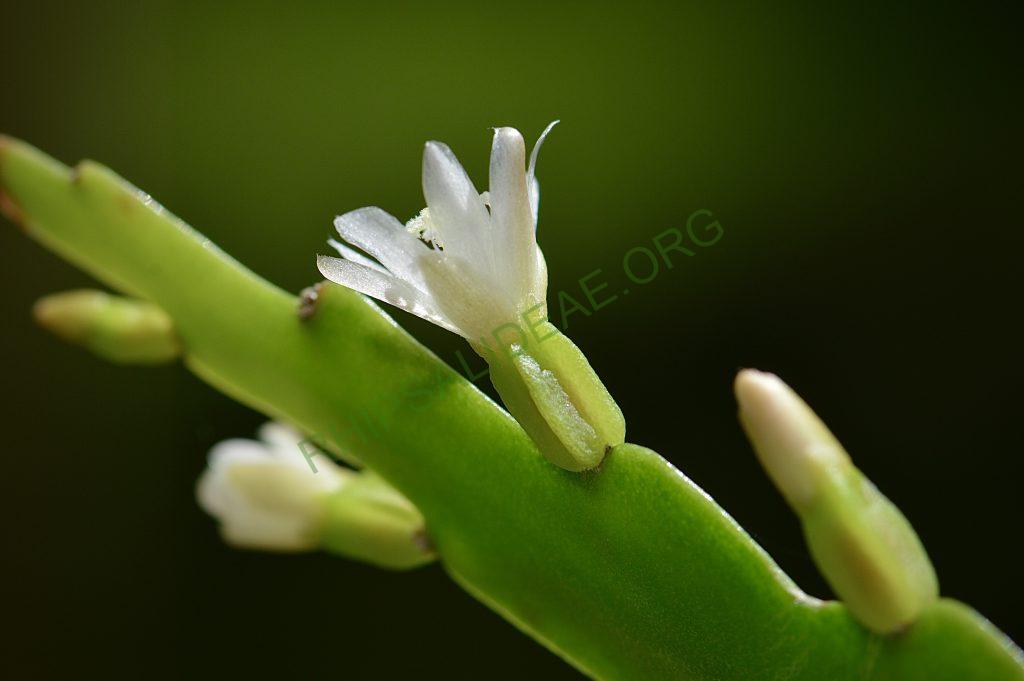 Lepismium lorentzianum
