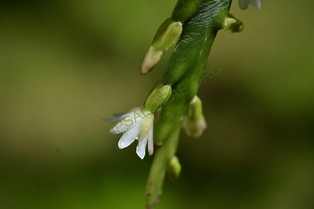 Lepismium lorentzianum