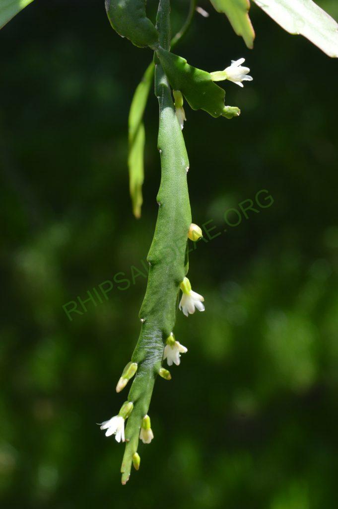 Lepismium lorentzianum