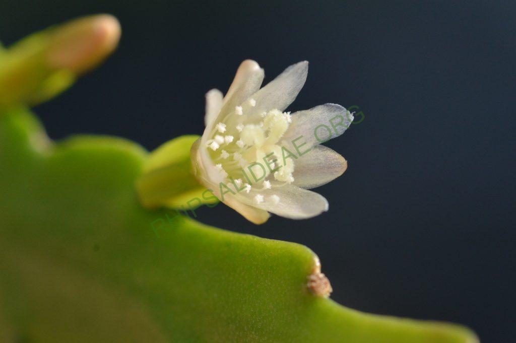 Lepismium lorentzianum