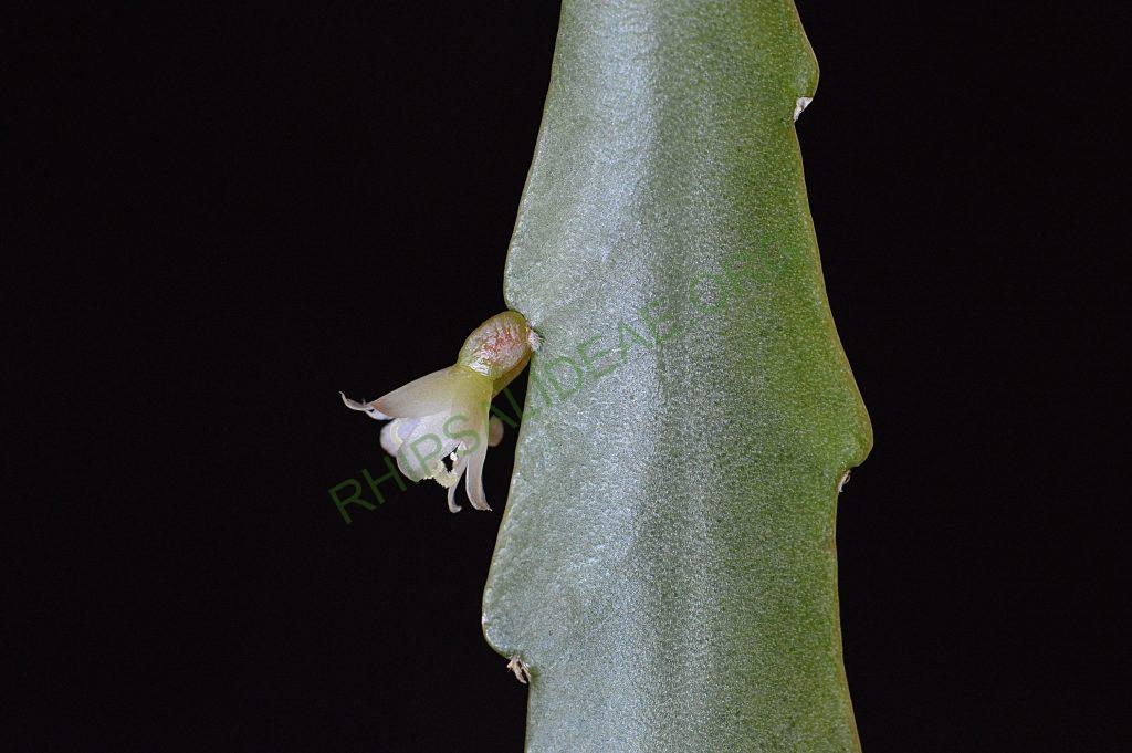 Lepismium lorentzianum