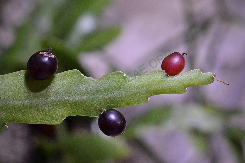 Lepismium lorentzianum