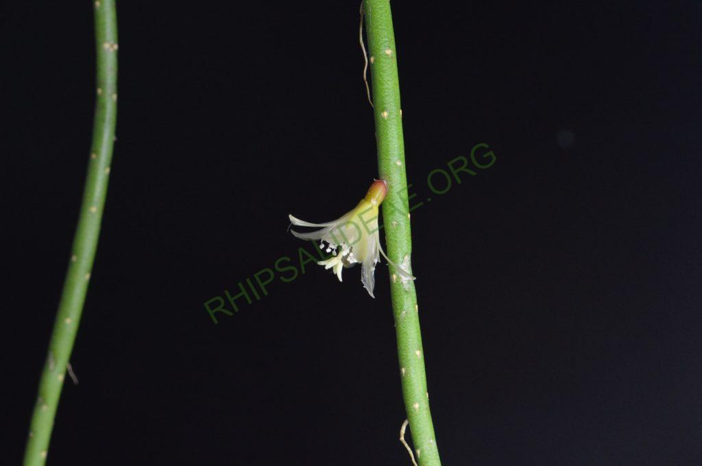Lepismium lumbricoides f. lumbricoides