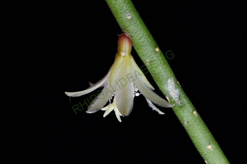 Lepismium lumbricoides f. lumbricoides