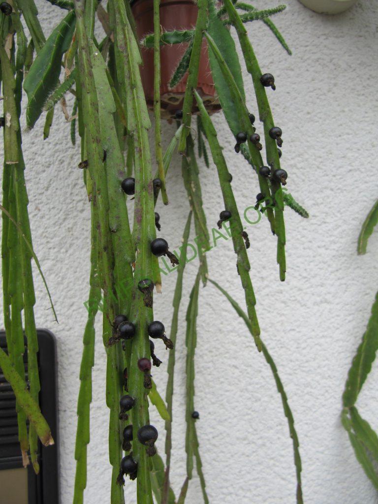 Lepismium warmingianum