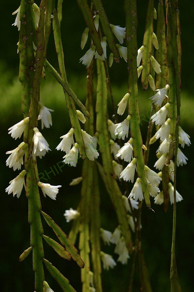 Lepismium warmingianum