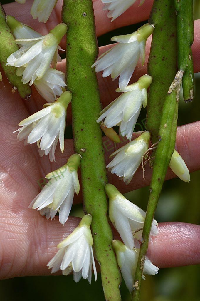 Lepismium warmingianum