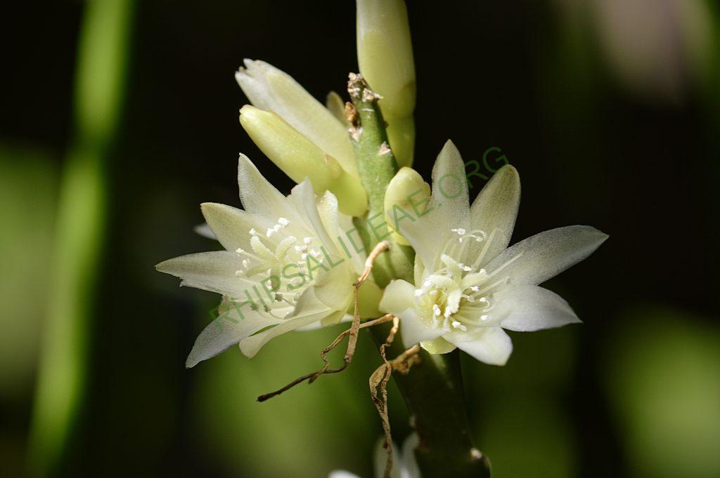 Lepismium warmingianum