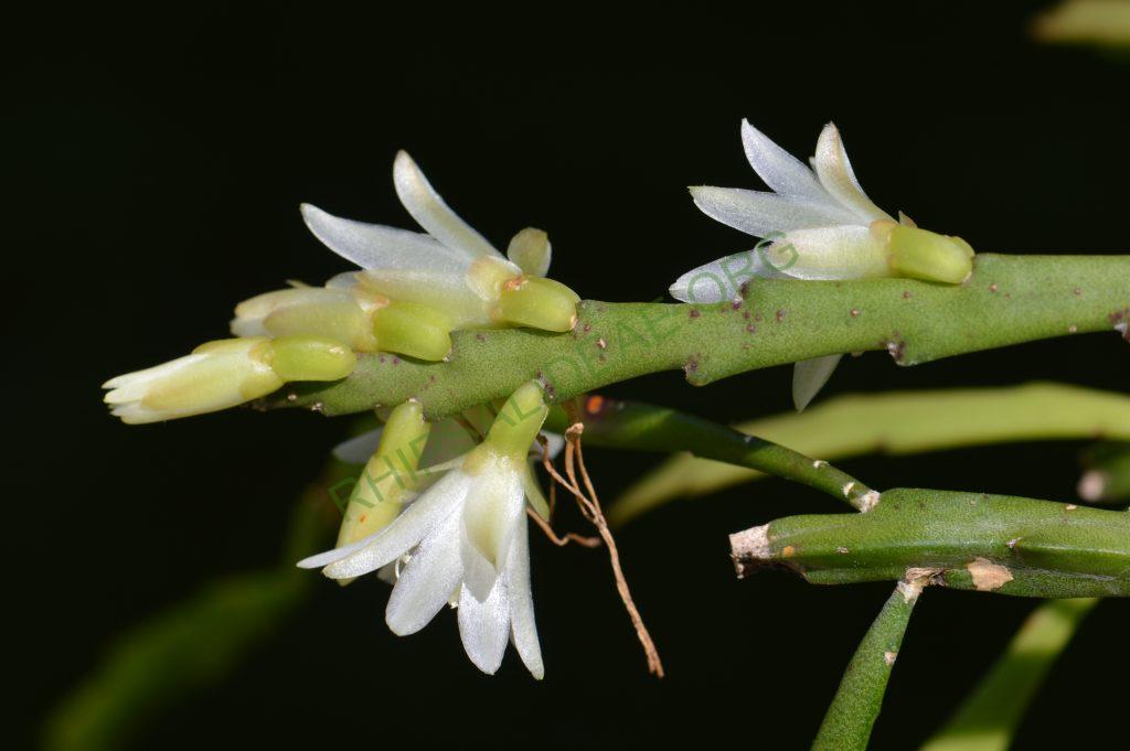 Lepismium warmingianum