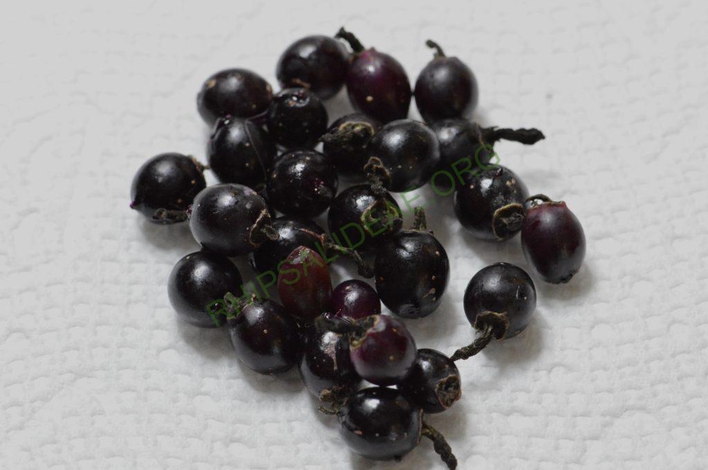 Lepismium warmingianum