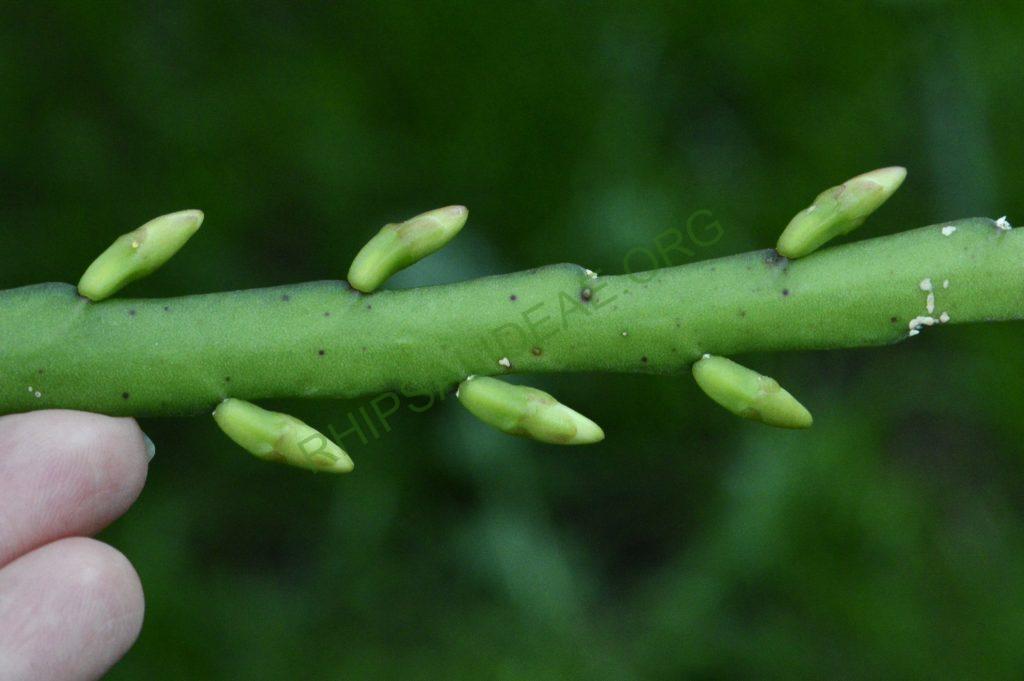 Lepismium warmingianum