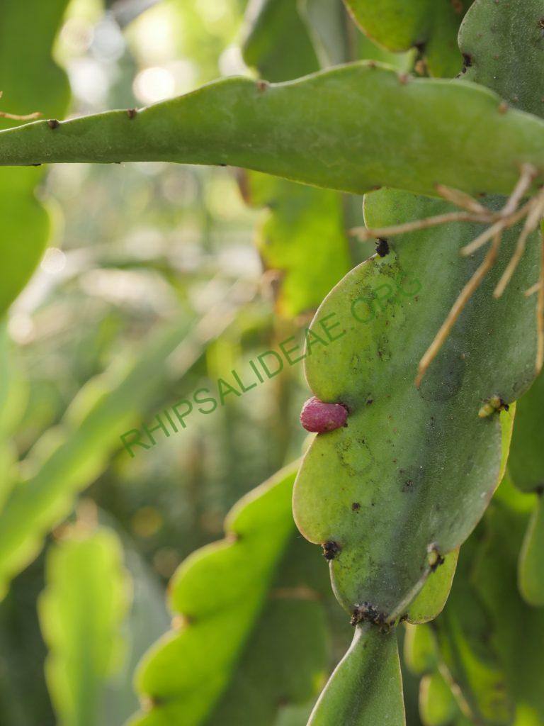 Rhipsalis russellii, AH 583, Mucugê, Bahia, Brazil
