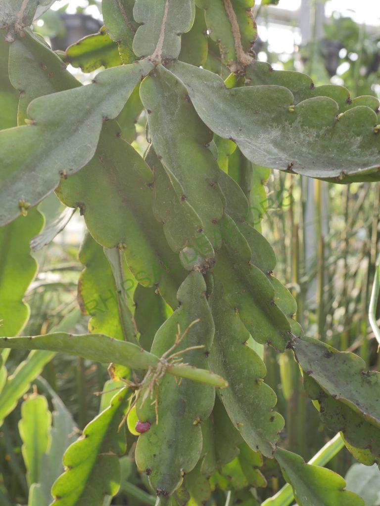 Rhipsalis russellii, AH 583, Mucugê, Bahia, Brazil