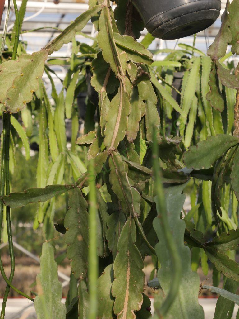 Rhipsalis russellii, AH 583, Mucugê, Bahia, Brazil