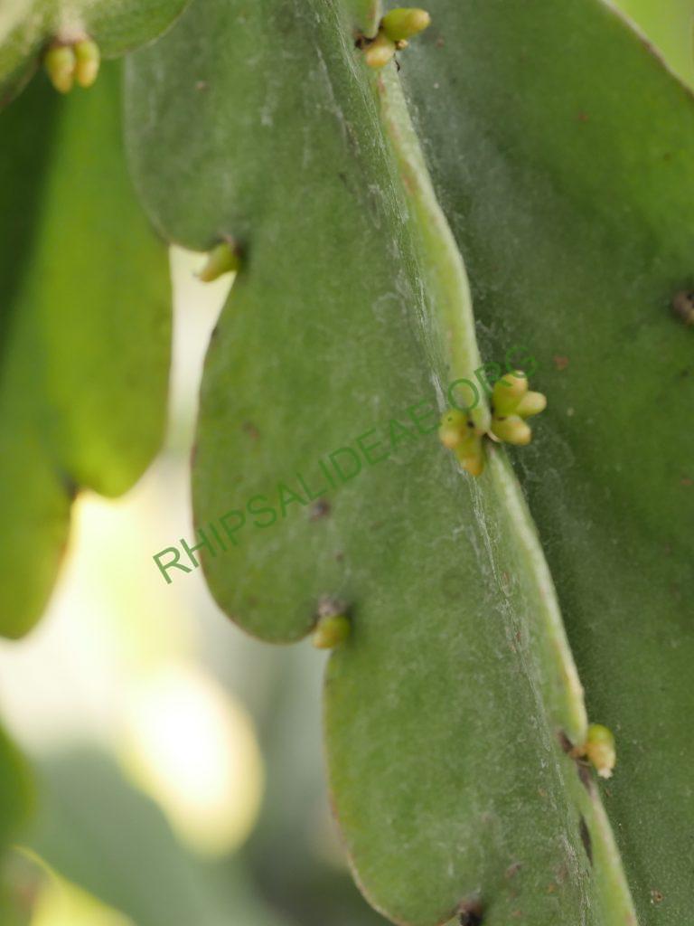 Rhipsalis russellii, AH 583, Mucugê, Bahia, Brazil