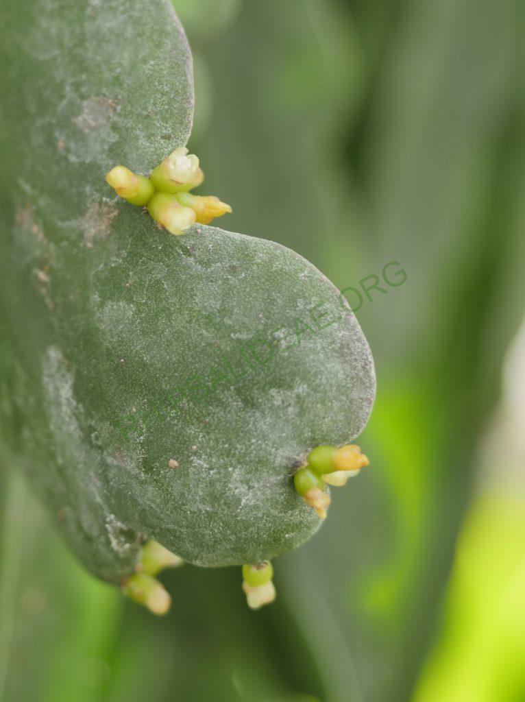 Rhipsalis russellii, GO 438, Itamaraju, Bahia, Brazil
