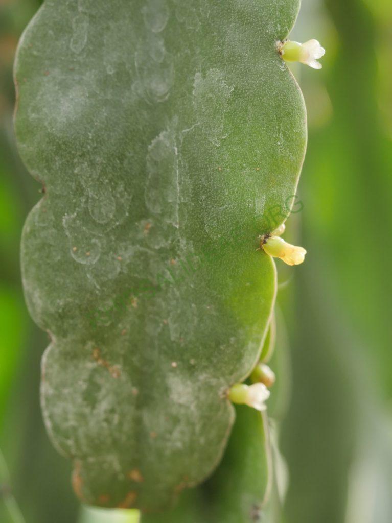 Rhipsalis russellii, GO 438, Itamaraju, Bahia, Brazil