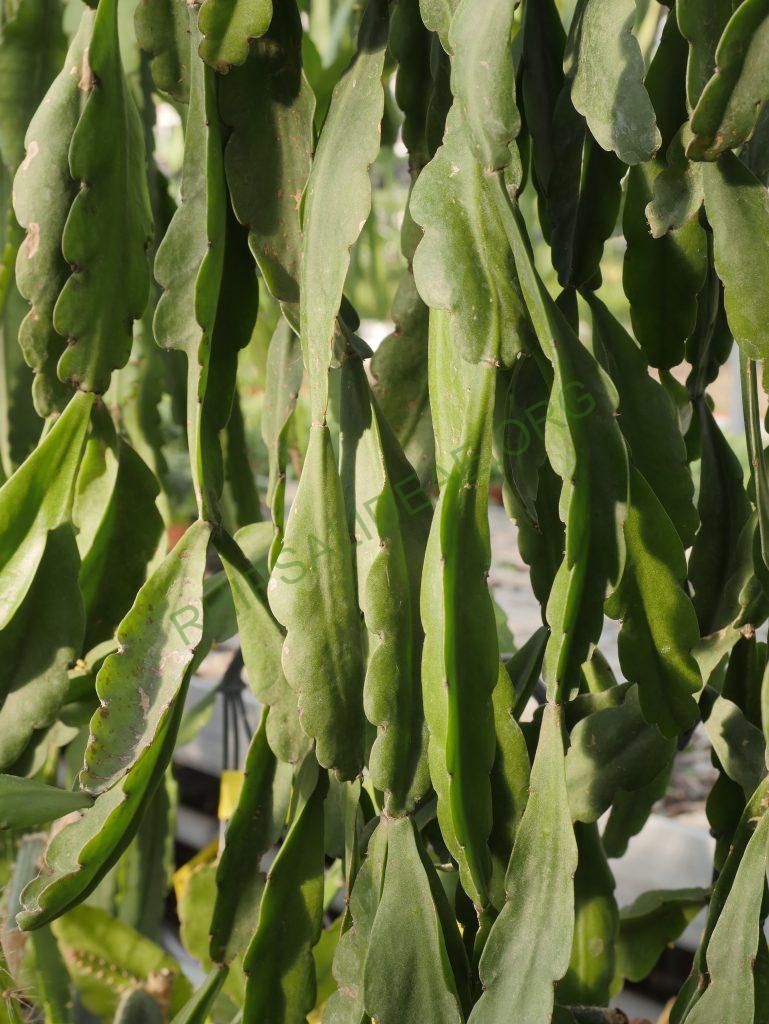 Rhipsalis russellii, GO 438, Itamaraju, Bahia, Brazil
