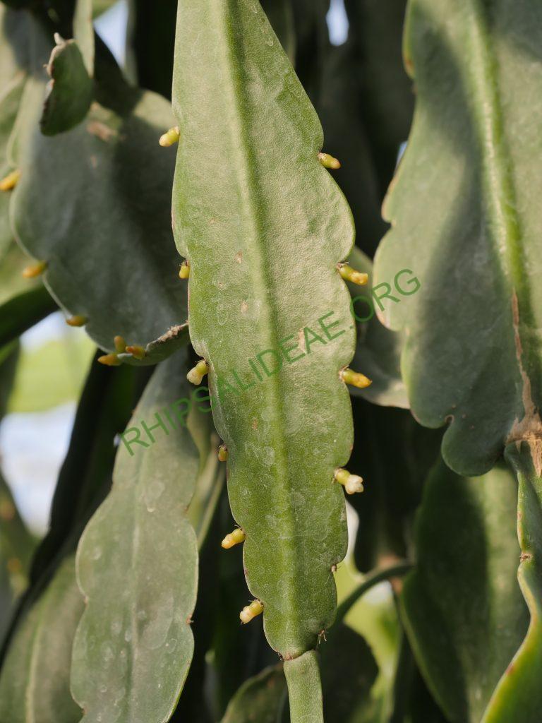 Rhipsalis russellii, GO 438, Itamaraju, Bahia, Brazil