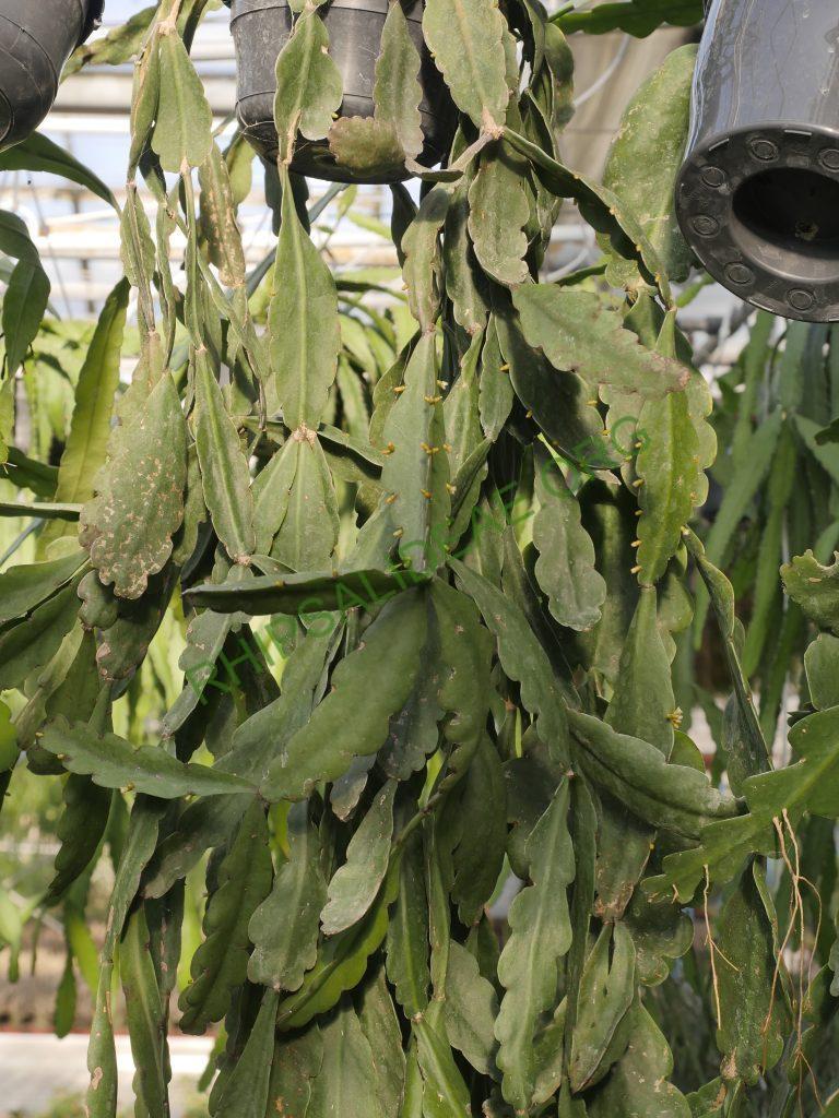 Rhipsalis russellii, GO 438, Itamaraju, Bahia, Brazil