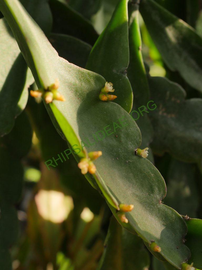 Rhipsalis russellii, GO 438, Itamaraju, Bahia, Brazil