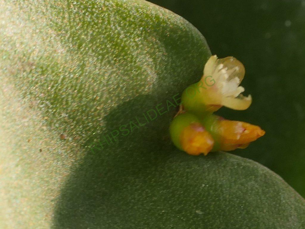 Rhipsalis russellii, GO 438, Itamaraju, Bahia, Brazil