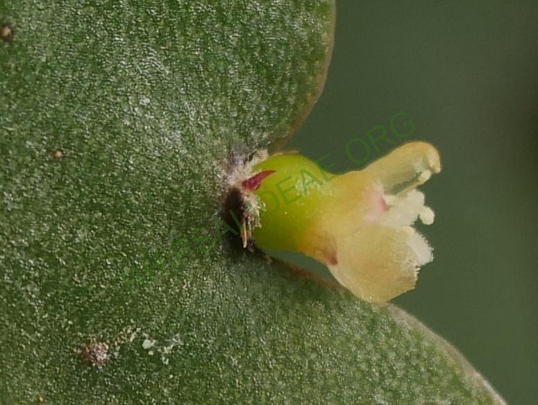 Rhipsalis russellii, GO 438, Itamaraju, Bahia, Brazil