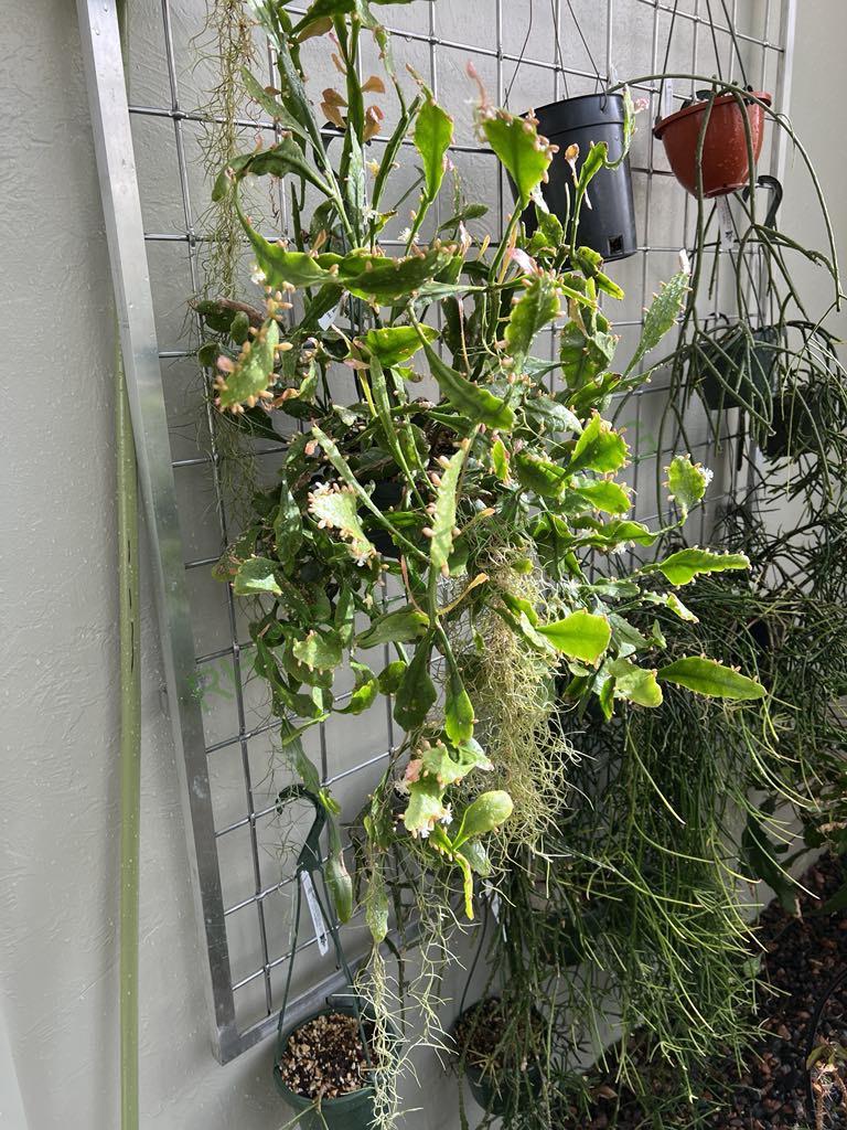 Rhipsalis 'Amstel'