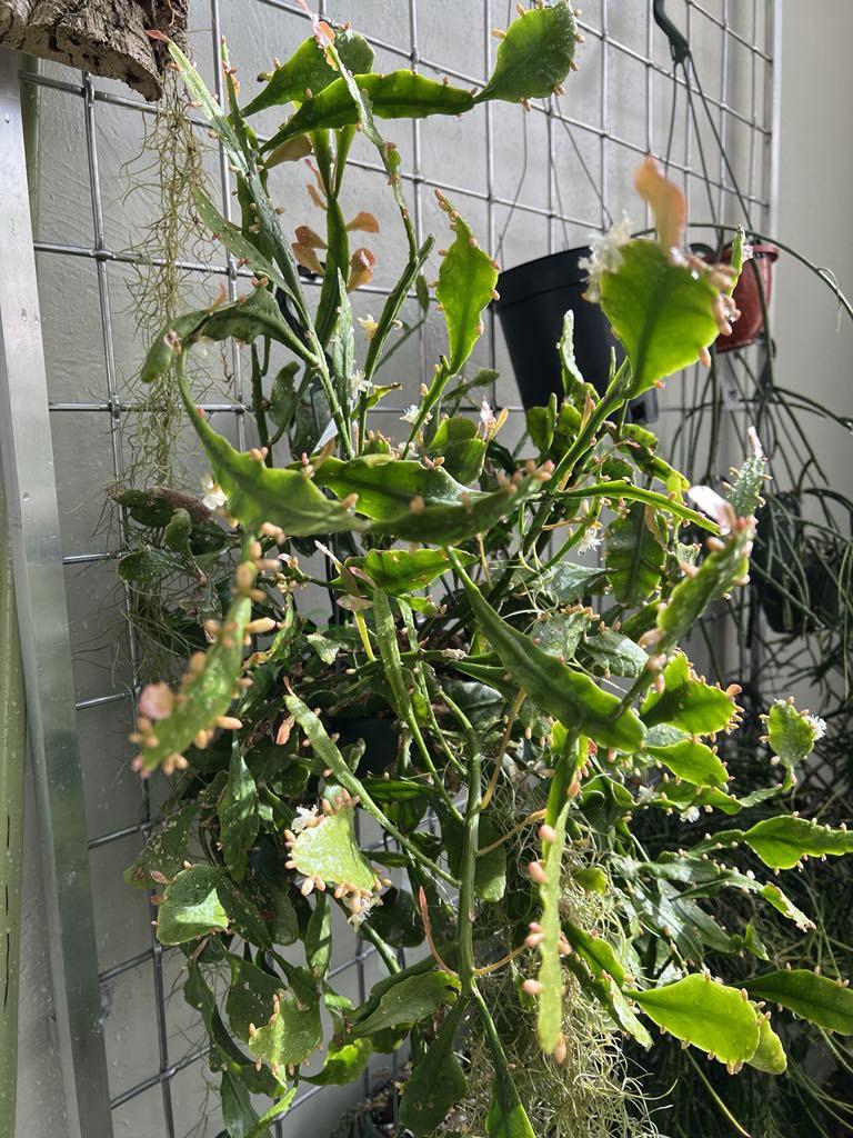 Rhipsalis 'Amstel'