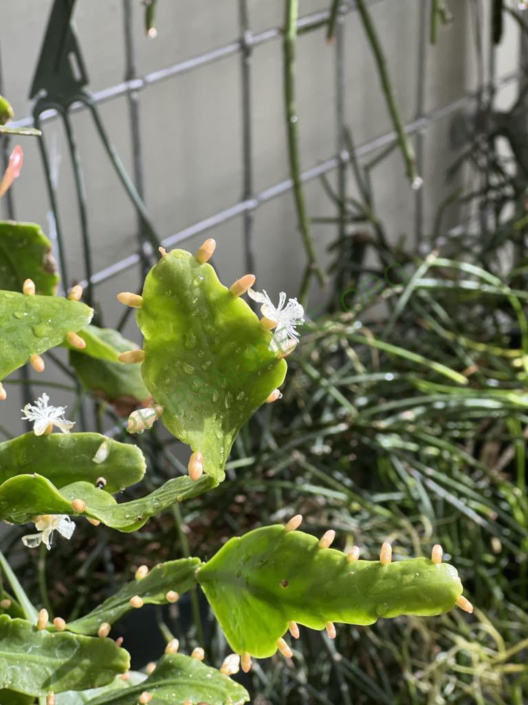 Rhipsalis 'Amstel'