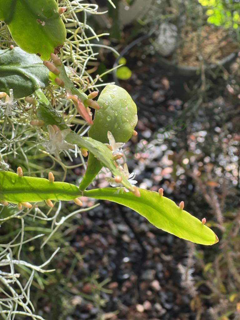 Rhipsalis 'Amstel'