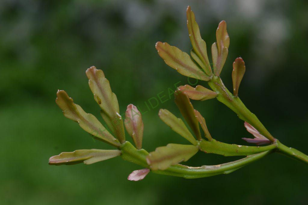 Rhipsalis aff. ewaldiana