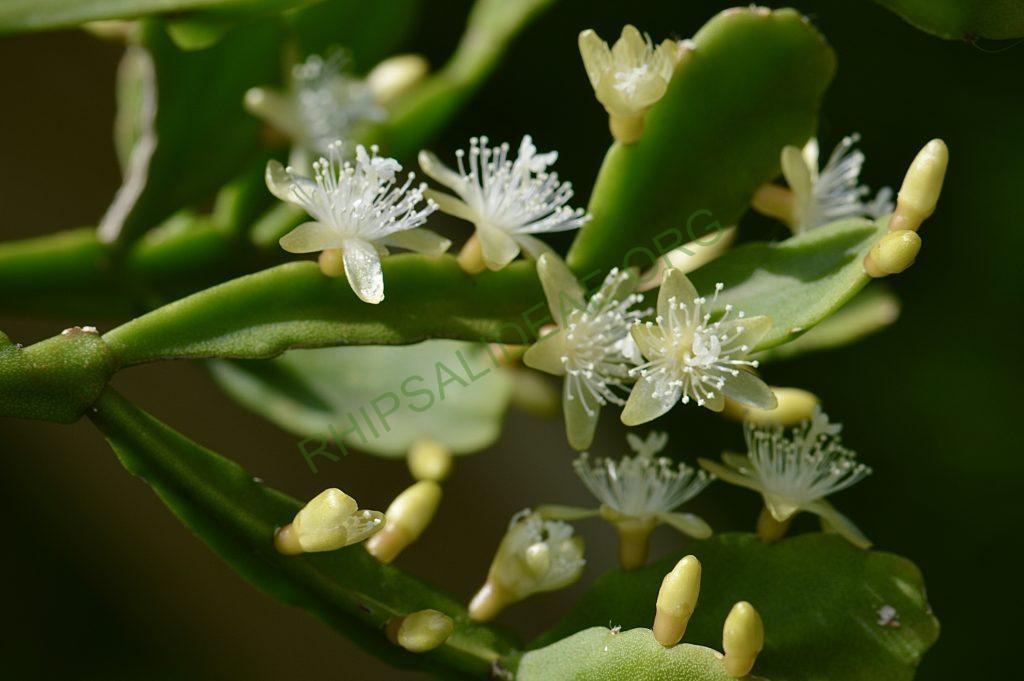 Rhipsalis aff. ewaldiana