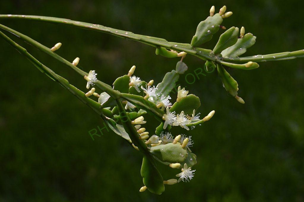 Rhipsalis aff. ewaldiana