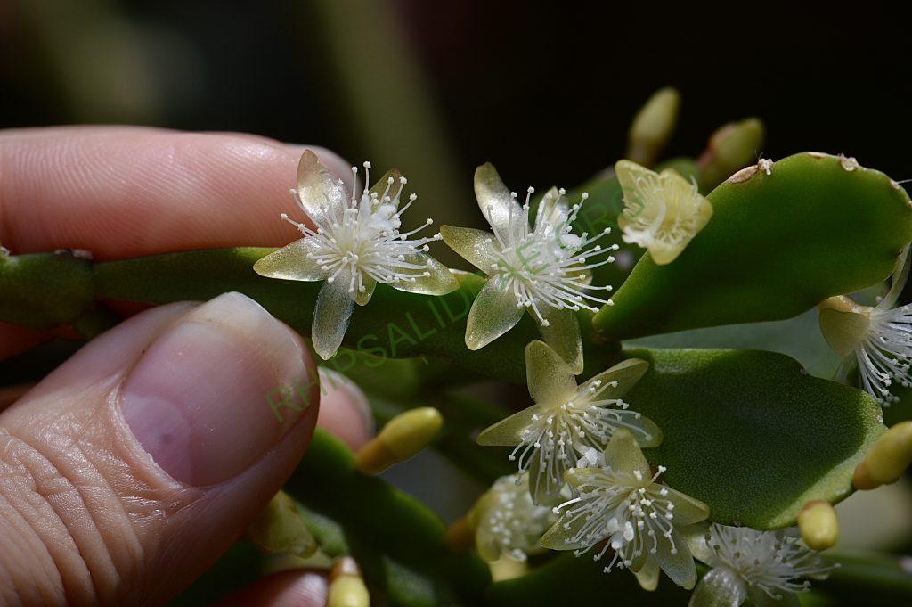 Rhipsalis aff. ewaldiana