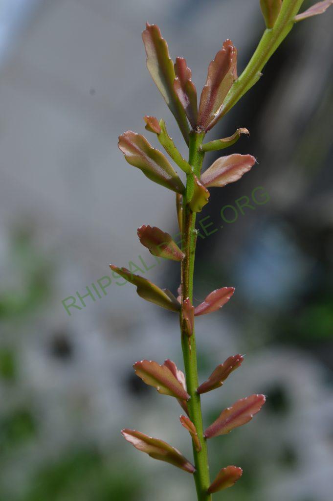 Rhipsalis aff. ewaldiana