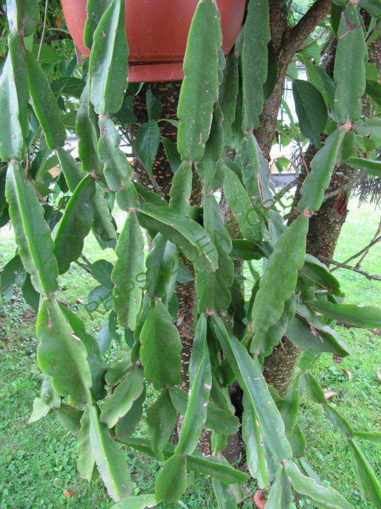 Rhipsalis agudoensis, HU 821, Morro Agudo, Rio Grand do Sul, Brazil (believed to be an error in collection location recorded)