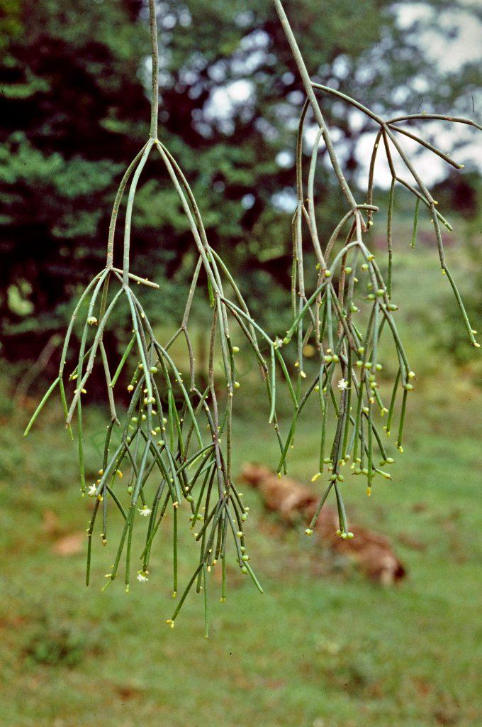 Bonn 5734, south of Paraty, Rio de Janeiro, Brazil, reduced synonym R. alboareolata, © W. Barthlott, Lotus-Salvinia.de