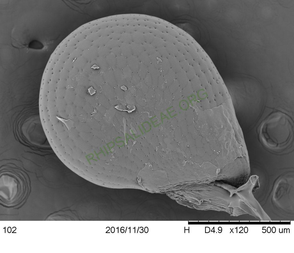 Rhipsalis aurea, AH 676, Nova Friburgo, Rio de Janeiro, Brazil, SEM of seed