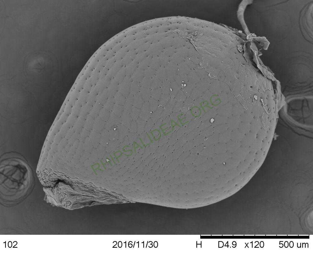 Rhipsalis aurea, AH 676, Nova Friburgo, Rio de Janeiro, Brazil, SEM of seed