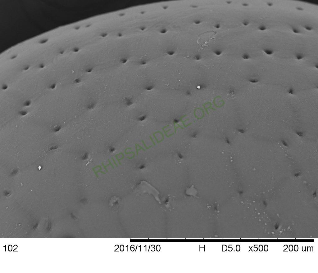 Rhipsalis aurea, AH 676, Nova Friburgo, Rio de Janeiro, Brazil, SEM of seed
