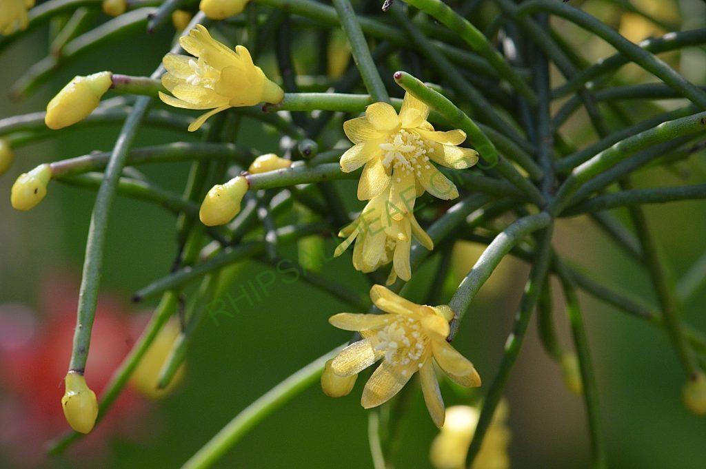 Rhipsalis aurea