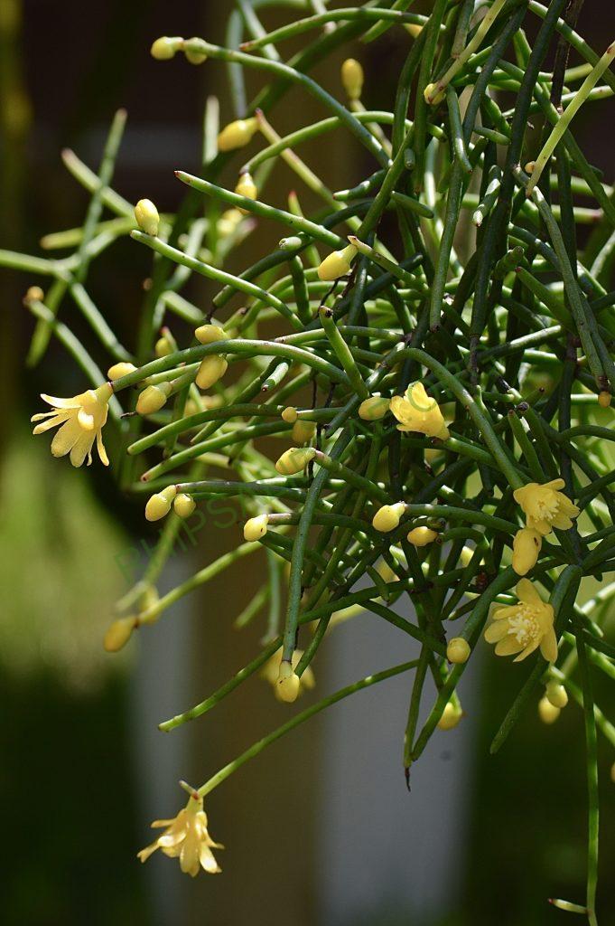 Rhipsalis aurea