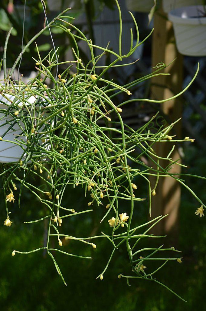 Rhipsalis aurea