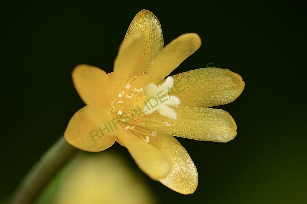 Rhipsalis aurea